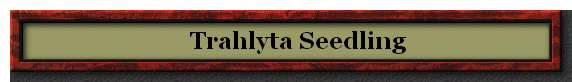     Trahlyta Seedling