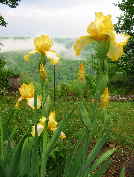Back yard with iris