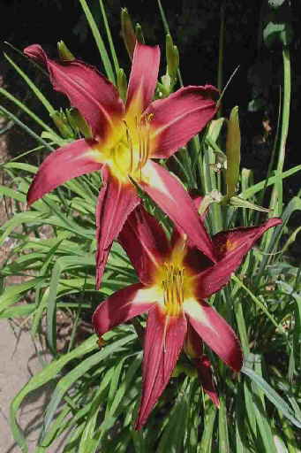 Trahlyta Seedling - red