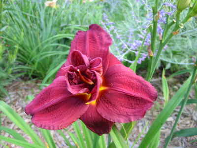 Double Firecracker