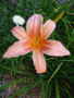       Hall's Pink