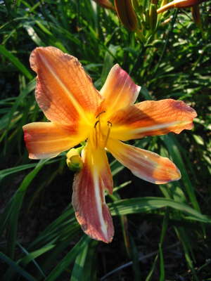 Ugly June Seedling
