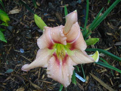 Topguns April Dawn