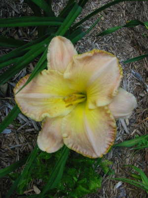        Untamed Glory